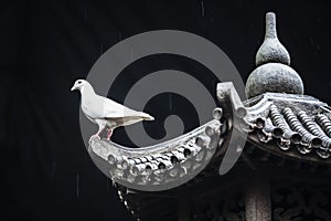 White pigeon on ancient tower photo